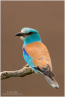 European roller
