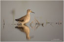 Wood sandpiper