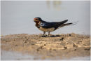 Swallow collecting mud