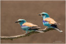 Pair of European rollers