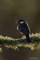 Backlit great tit