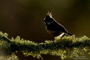 Crested tit backlit