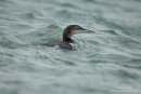 Great northern diver