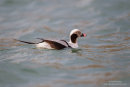 Long tailed duck