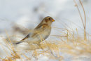 Snow bunting