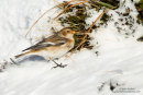 Snow bunting
