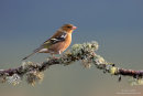Chaffinch (male) on branch