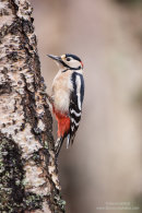 Great spotted woodpecker