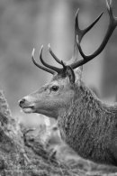 Red deer