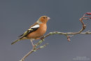 Chaffinch (male)