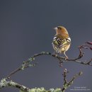 Chaffinch (male)
