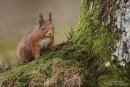Red squirrel