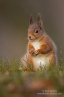 Red squirrel posed