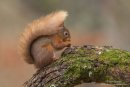 Red squirrel