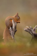 Red squirrel