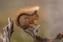 Red squirrel