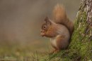Red squirrel