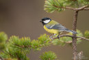 Great tit