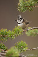 Crested tit