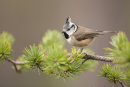 Crested tit