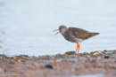Redshank calling