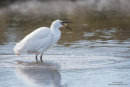 Little egret fishing
