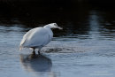 Little egret fishing
