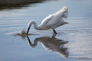 Little egret fishing