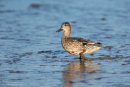 Teal in mud