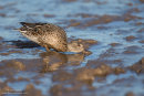Teal dabbling