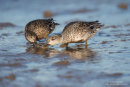 Pair of teal