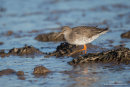 Redshank