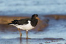 Oystercatcher