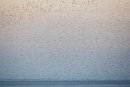 Knot flock over The Wash