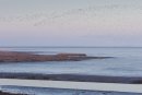 Knot flock at dawn