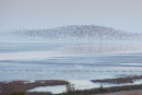 Knot flock at dawn