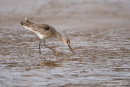 Black tailed godwit