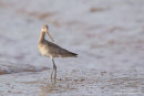 Black tailed godwit