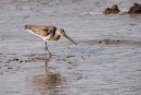Black tailed godwit