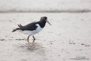 Oystercatcher