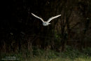 Barn owl hunting