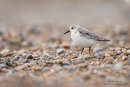 Sanderling