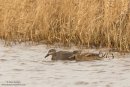 Gadwall pair