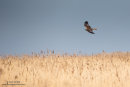 Marsh harrier