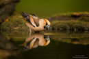 Hawfinch reflection