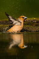 Hawfinch bathing