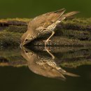 Songthrush reflection