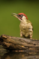 Green woodpecker