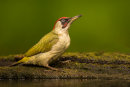 Green woodpecker portrait