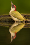 Green woodpecker